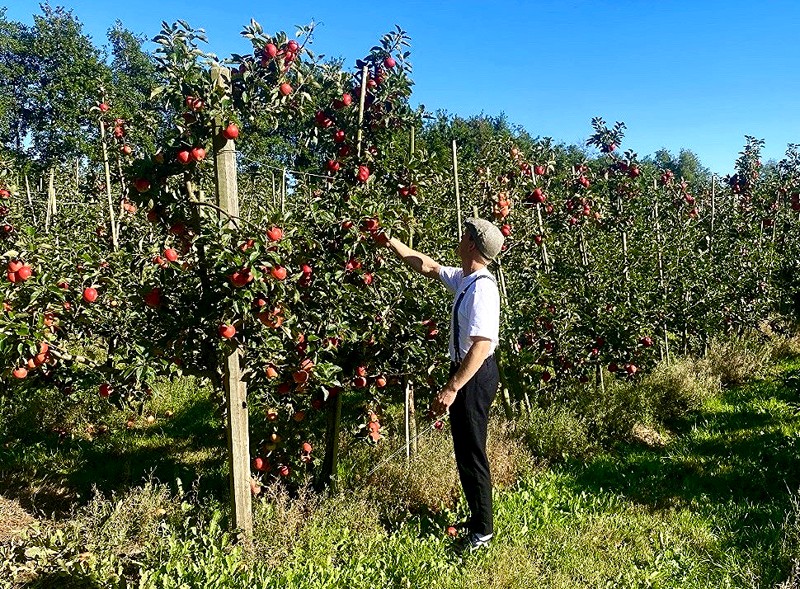 Æblerne bleve høstet i sensommeren sidste år og står nu og gærer og inden længe er der cider i glassene i Gl. Skagen