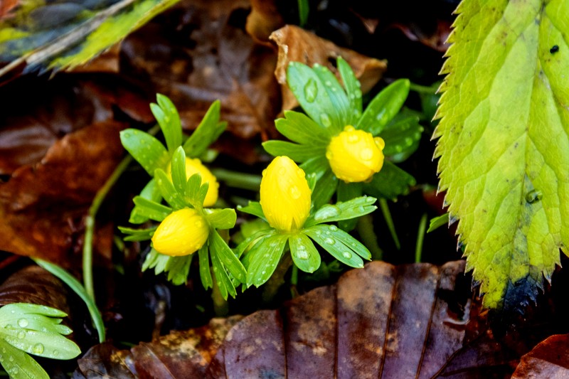 Det er en god ide at dele vintergækker, erantis og krokus, mens de blomstrer. Så har man styr på farverne – og så får man også glæde af de mange frø, som planterne smider efter blomstringen.