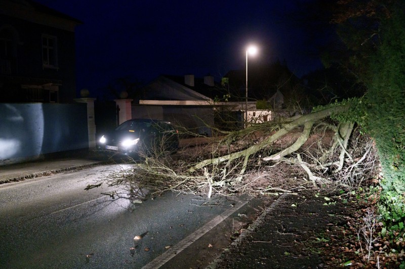 Væltede træer under stormen Otto Forsikringsselskaberne dækker typisk skader, der er forårsaget af meget voldsomt vejr. På forsikringsvejret.dk kan du se, hvornår der har været voldsomt vejr i dit område. (Arkivfoto).