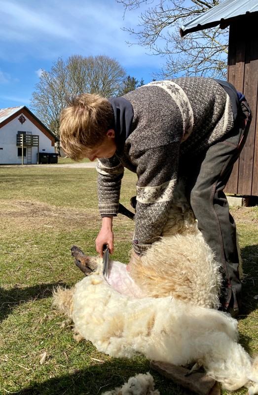 Kasper Ledet demonstrerer fåreklipning. Kasper er professionel klipper og han klipper mange tusind får om året.