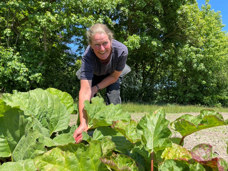 Pia Hjorth fra Naturbruget Tranum er vant til at sende sine grøntsager og bær afsted til toprestauranter, men 1500 kilo rabarber på én gang er alligevel en rekord.