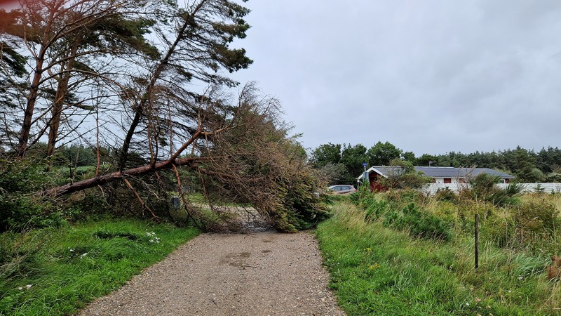 Et væltet træ spærrede en grusvej i Nr. Lyngby