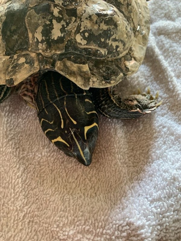 En borger fandt søndag en skildpadde flydende i Limfjorden
